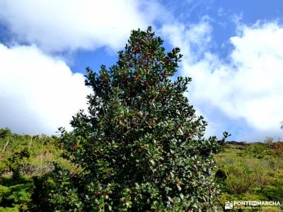 Dehesa Bonita-Abedular Somosierra;excursiones en andorra parque natural rio lobos sierra de tejeda a